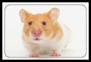 small-animals